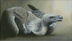 (image for) Griffon Vulture